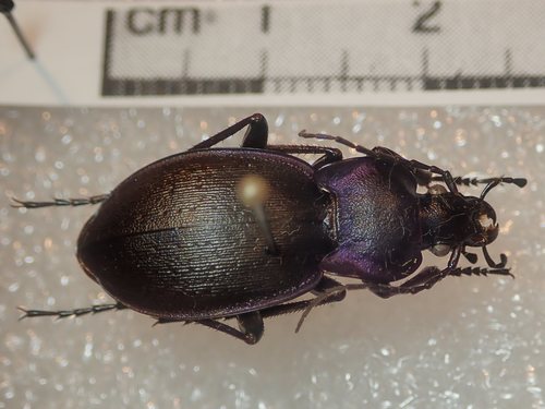 Carabus luetgensi luetgensi