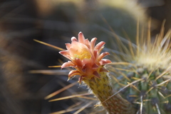 Weberbauerocereus weberbaueri