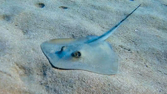 Common Stingray