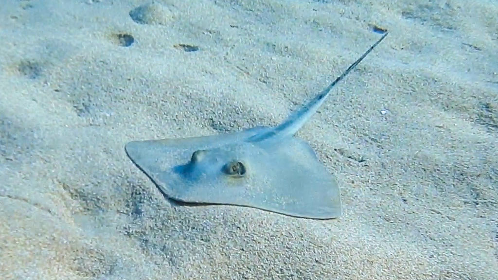 Common stingray (Dasyatis pastinaca) — Dasyatidae