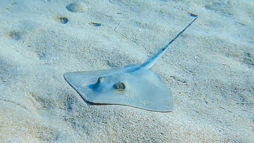 Common stingray (Dasyatis pastinaca) — Dasyatidae