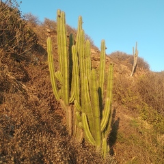 Pachycereus pecten-aboriginum