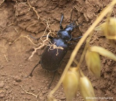 Calosoma vagans