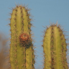 Pachycereus pecten-aboriginum