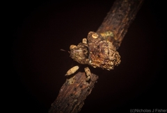 Tychreus sellatus