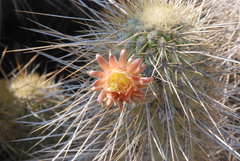 Weberbauerocereus weberbaueri
