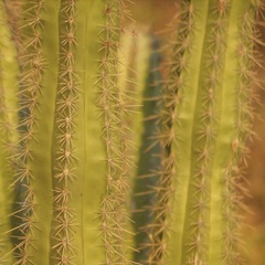 Pachycereus pecten-aboriginum
