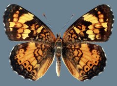 Phyciodes batesii anasazi
