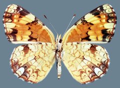 Phyciodes batesii anasazi