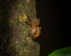 Prostheclina pallida