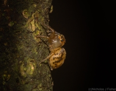 Prostheclina pallida