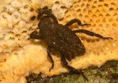Nechyrus incomptus