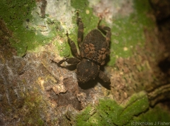 Methidrysis afflicta