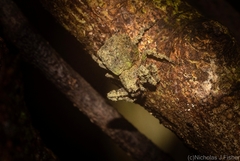 Stephanopis carcinoides