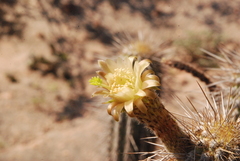 Weberbauerocereus weberbaueri