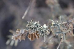 Ophiomyia atriplicis