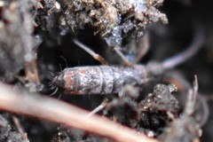 Pogonognathellus dubius