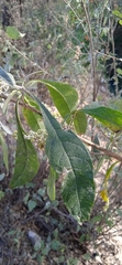 Buddleja sessiliflora