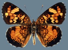 Phyciodes batesii anasazi