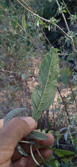 Buddleja sessiliflora
