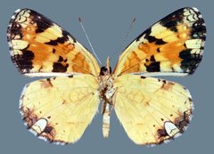 Phyciodes batesii anasazi