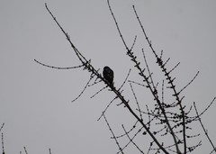 Accipiter striatus
