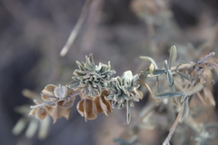 Ophiomyia atriplicis