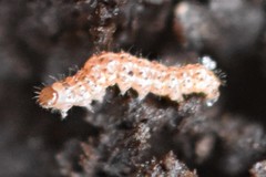 Scolecocampinae