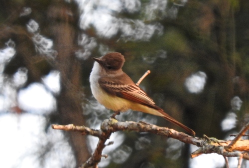 Subspecies Myiarchus nuttingi inquietus · iNaturalist