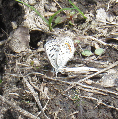 Euphilotes ancilla
