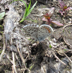 Euphilotes ancilla
