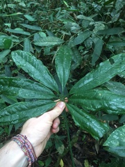 Anthurium pentaphyllum
