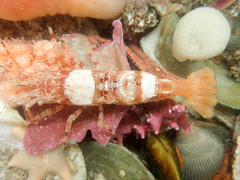 Brattegardia nanseni