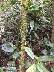 Anthurium pentaphyllum