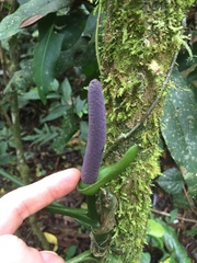 Anthurium pentaphyllum