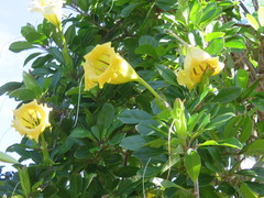 Solandra grandiflora