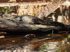 Crocodylus moreletii