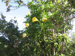 Solandra grandiflora