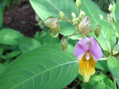 Impatiens bicolor