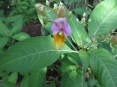 Impatiens bicolor