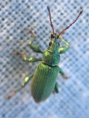 Phyllobius maculicornis