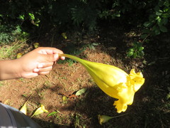 Solandra grandiflora