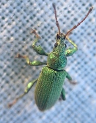 Phyllobius maculicornis