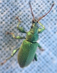 Phyllobius maculicornis