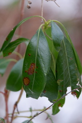 Mycosphaerella colorata