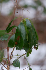 Mycosphaerella colorata
