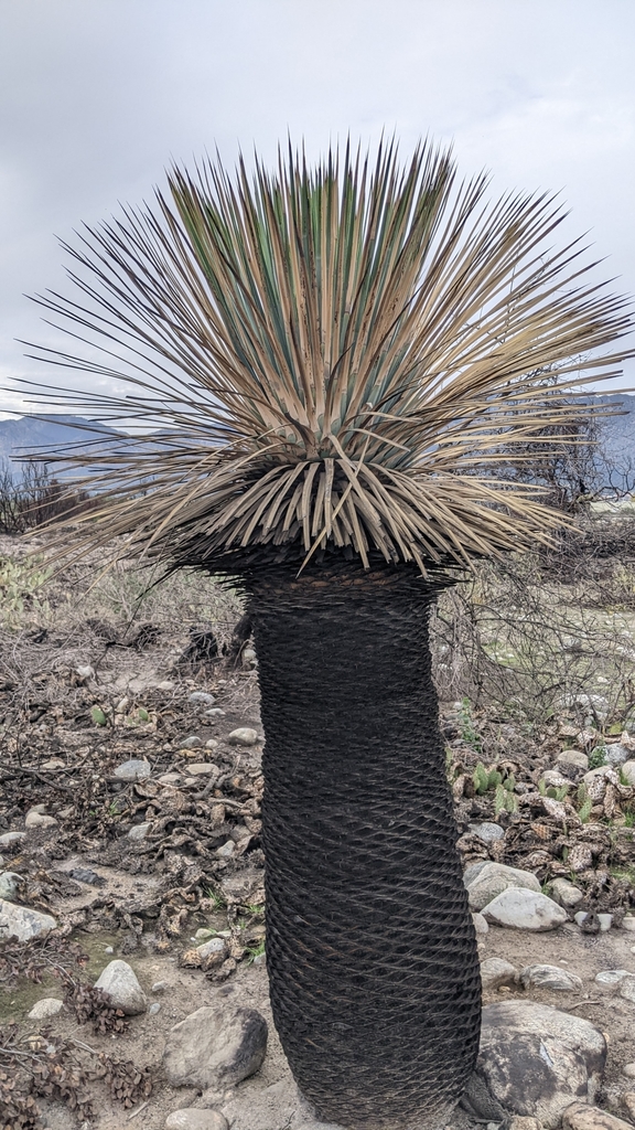 Hesperoyucca whipplei, Irwindale, CA, USA