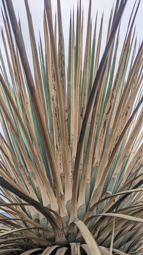 Hesperoyucca whipplei