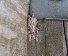 Ichneutica mollis