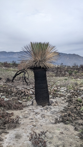 Hesperoyucca whipplei